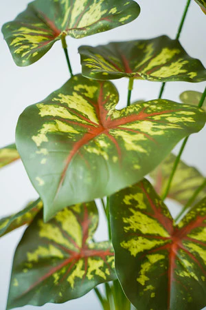 CALADIUM PLANT GRN/RED - Image 2