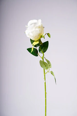 20" ROSEBUD WHITE