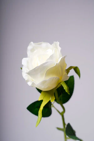 20" ROSEBUD WHITE - Image 2