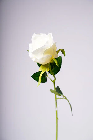 20" ROSEBUD WHITE - Image 3