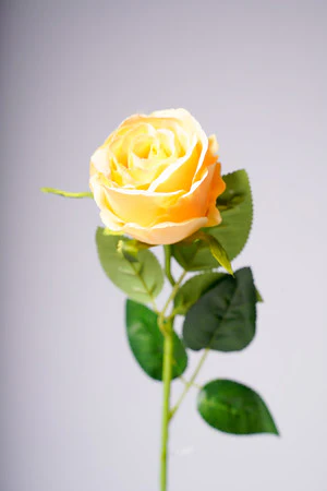 20" ROSEBUD YELLOW - Image 2
