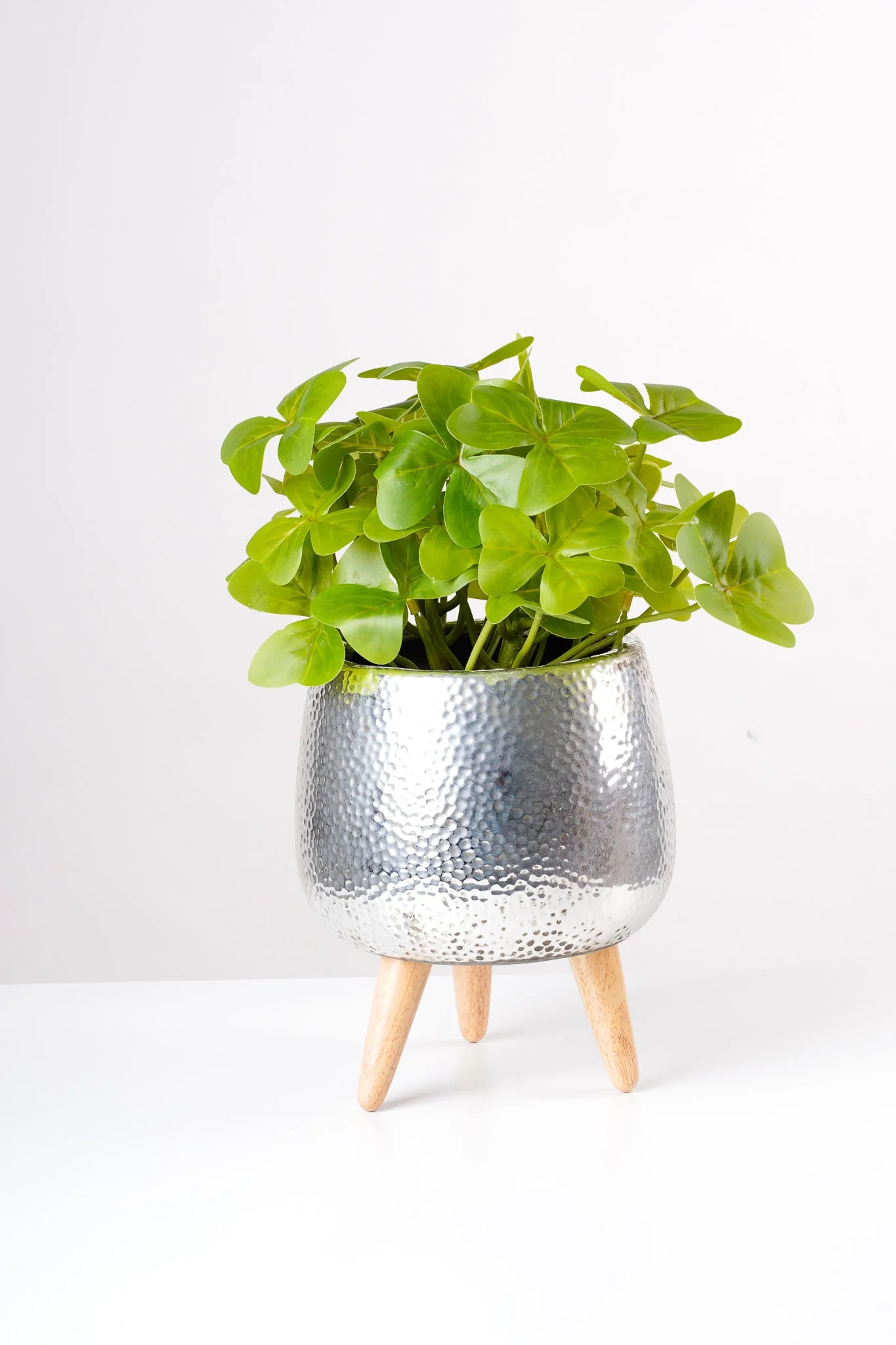 19" Oxalis Bush x17 lvs - Image 2