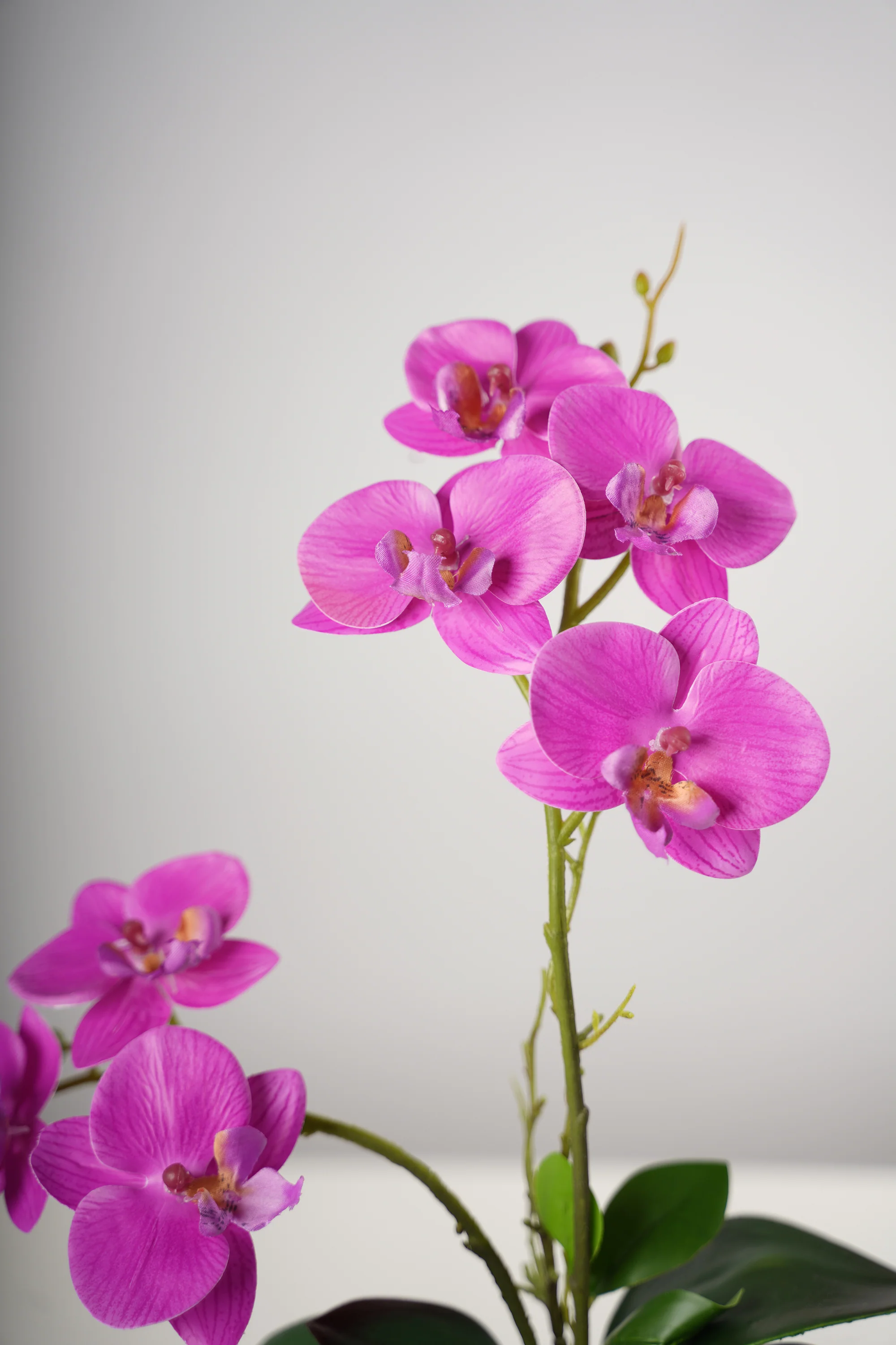 18" Double Fuschia Beauty Orchid on Cement Pot-Belleza Collection - Image 3