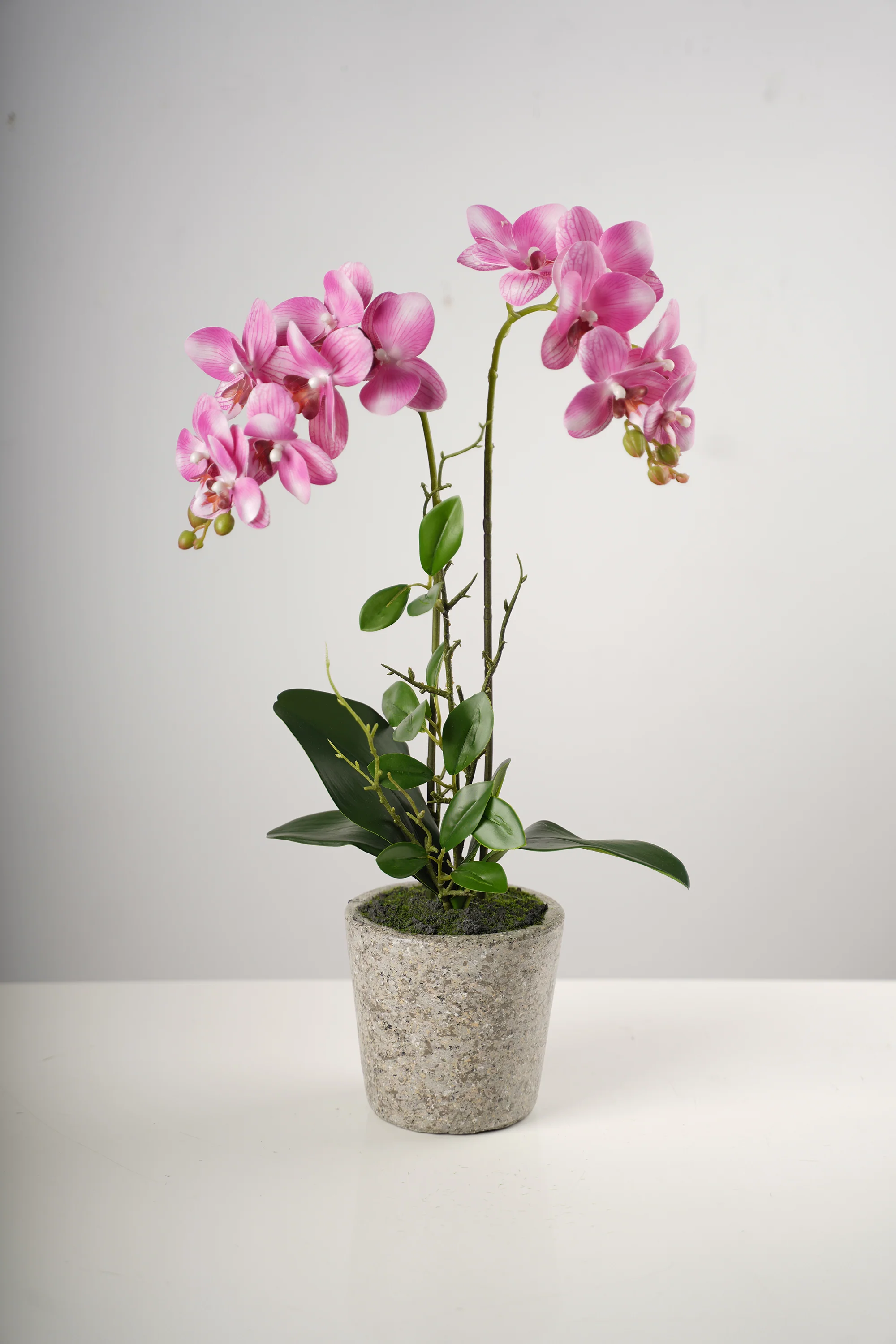 21"Double Soft Pink Beauty Orchid on Cement Pot-Belleza Collection - Image 3