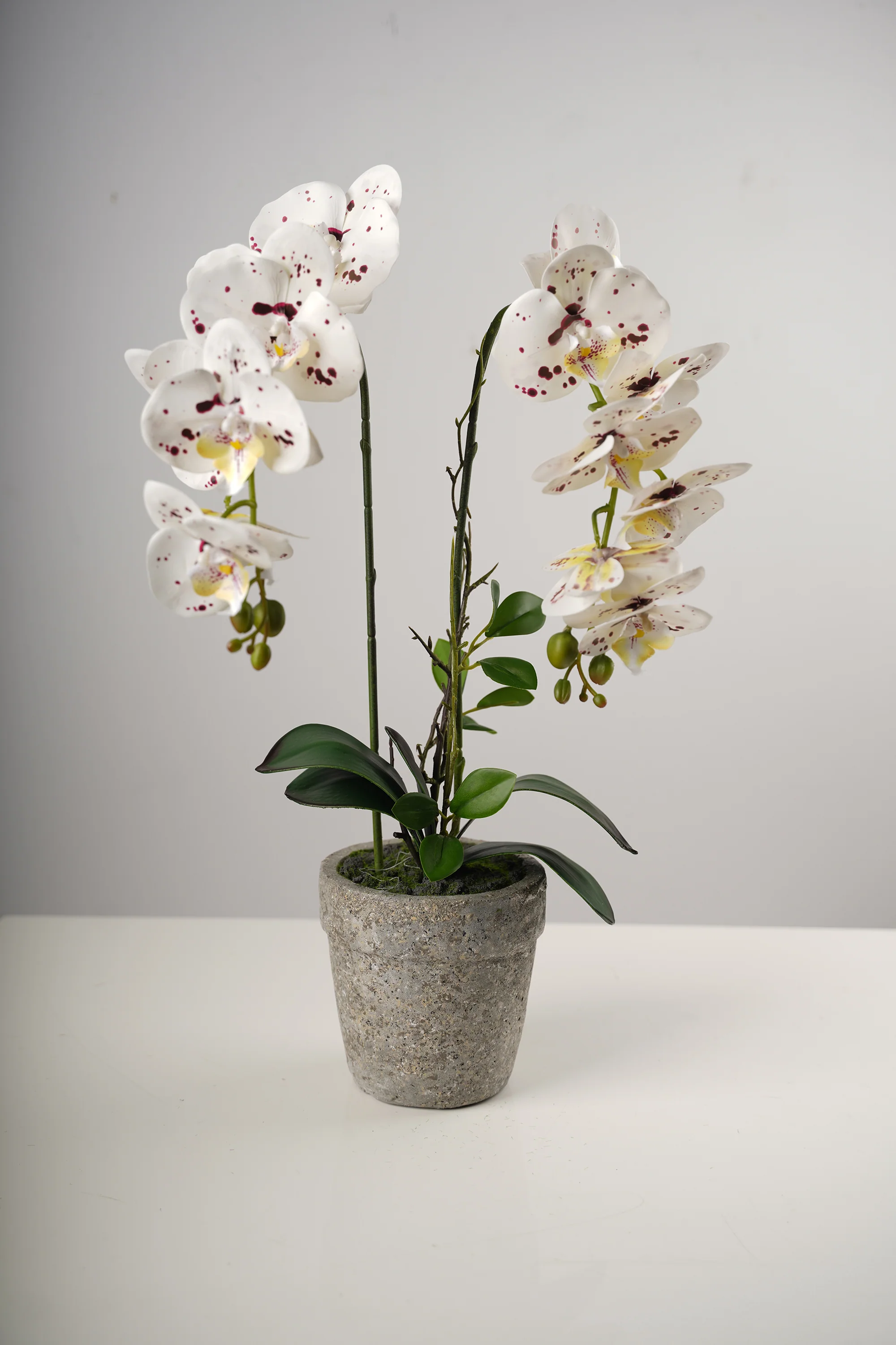 23" LG Single Dots Beauty Orchid on Cement Pot-Belleza Collection - Image 2