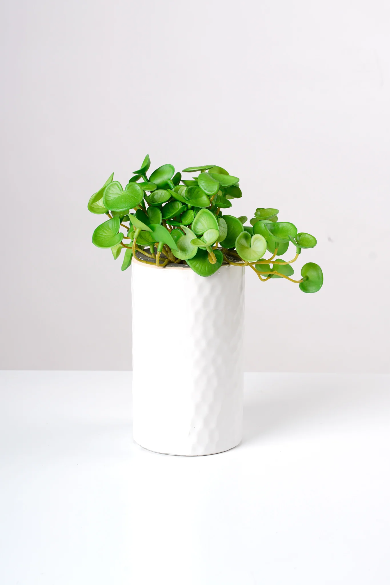 6" Hydrocotyle Verticillata Spray - Image 2