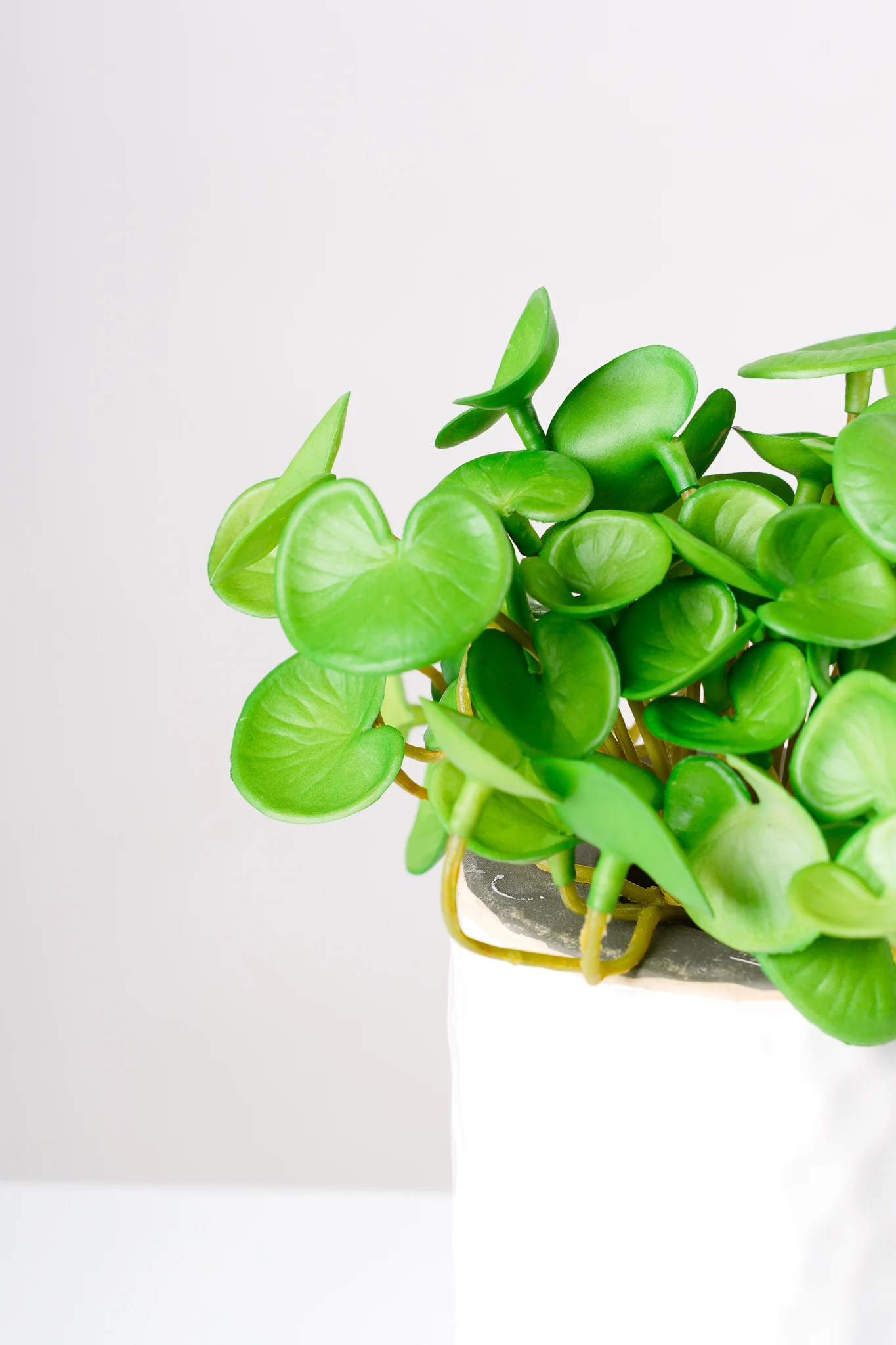 6" Hydrocotyle Verticillata Spray - Image 3