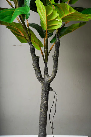 FICUS LYRATA 180CM - Image 2