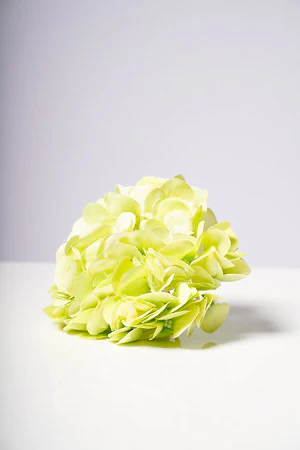 HYDRANGEA  HEAD X6 GREEN
