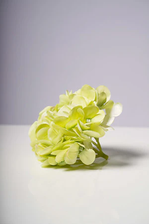 HYDRANGEA  HEAD X6 GREEN - Image 3