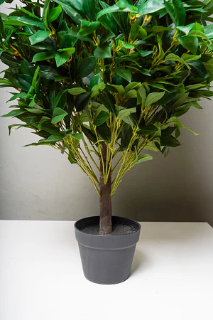 LAUREL PLANT 180CM - Image 2