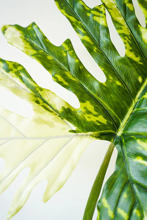 PHILODENRON LEAF 105CM GRN/WHT - Image 3