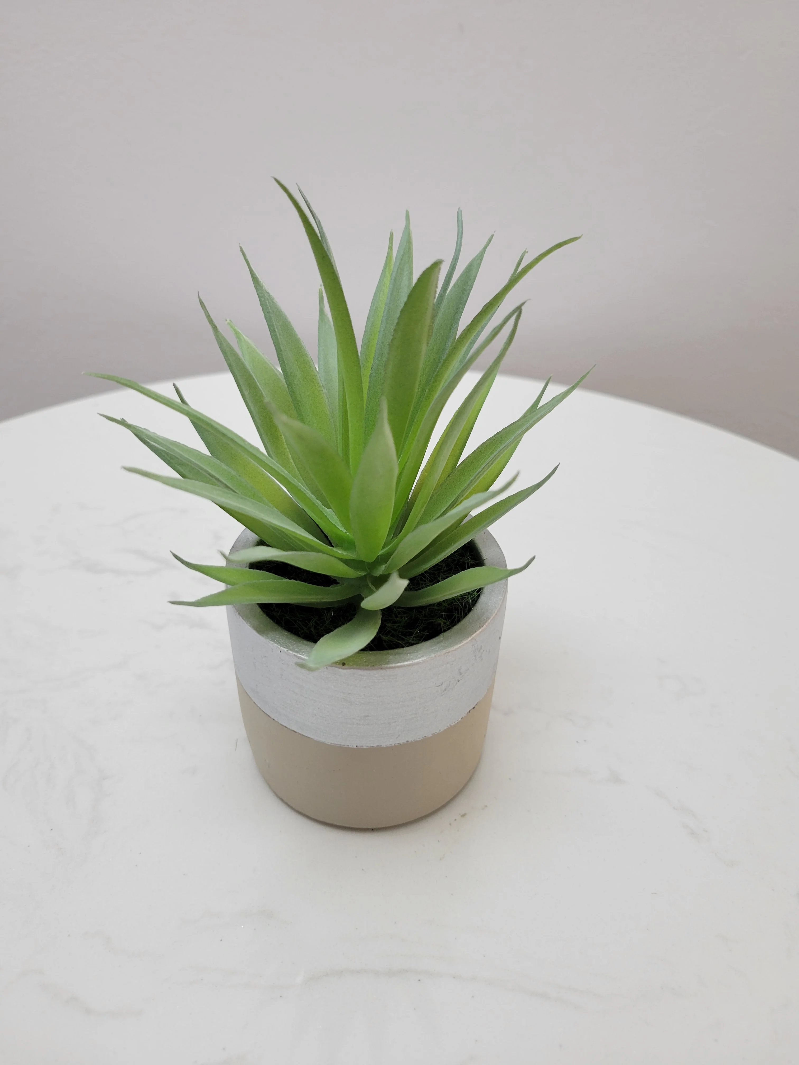 7" Aloe in silver/cement pot - Cacti Collection - Image 2