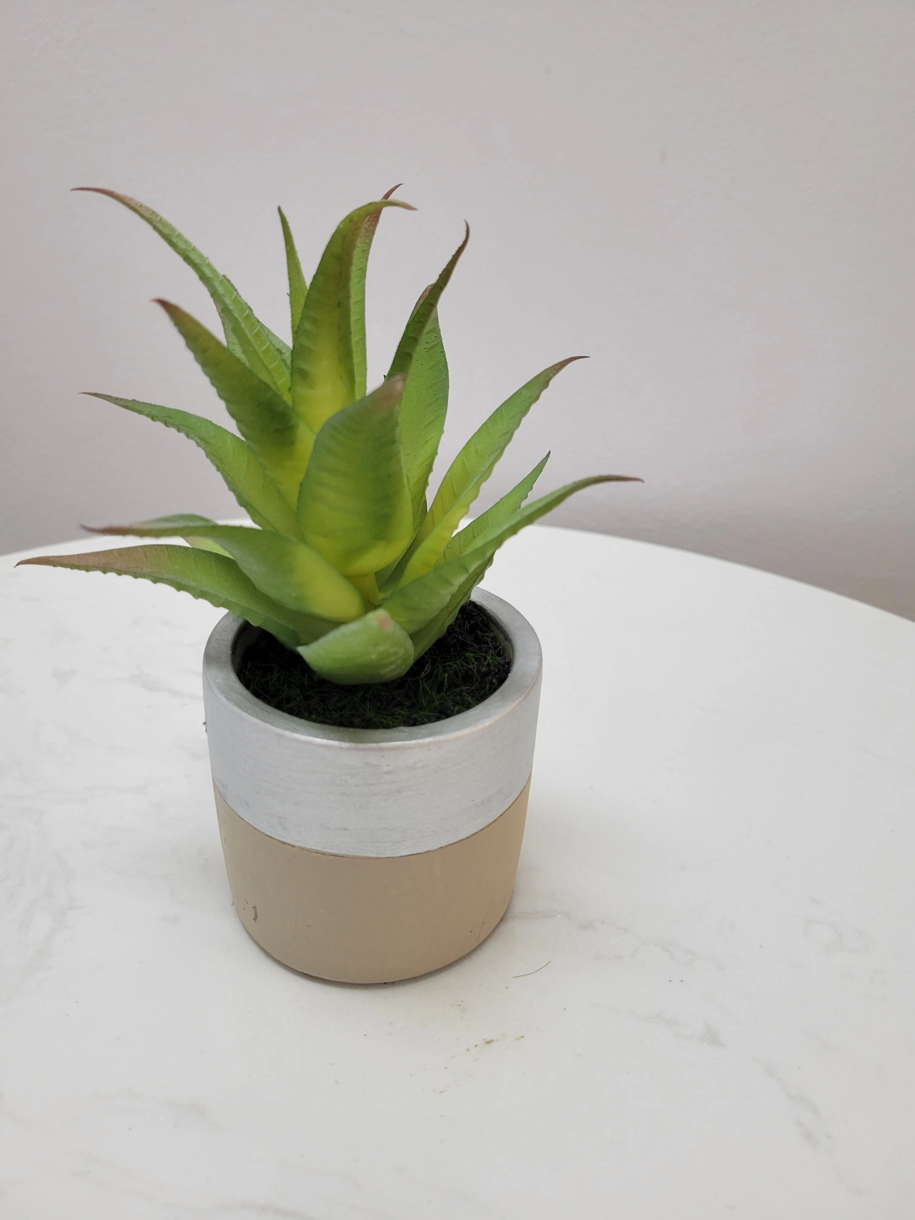 7" Aloe in silver/cement pot - Cacti Collection - Image 2