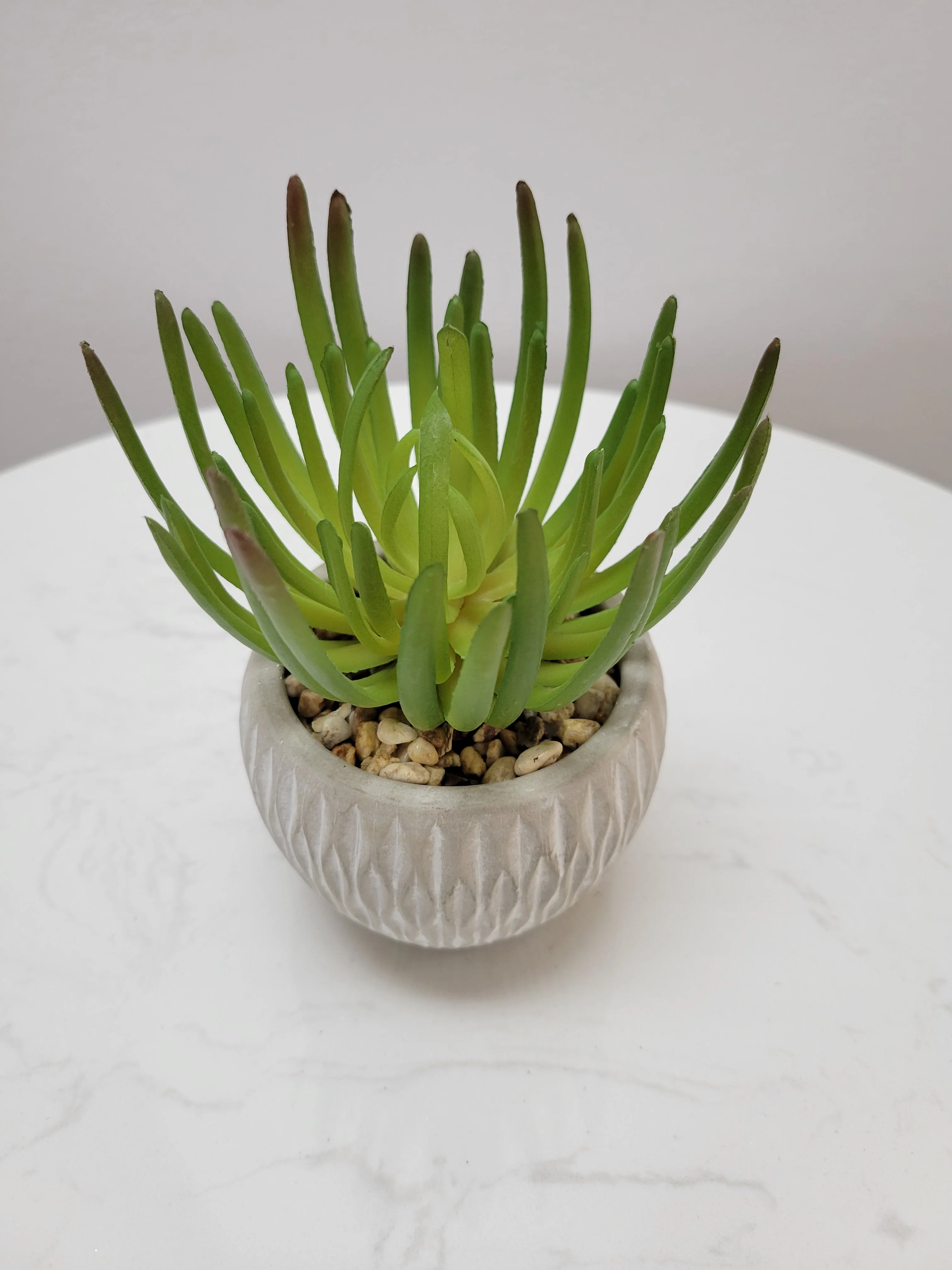 6.5" Succulent in Cement Pot - Cacti Collection - Image 2