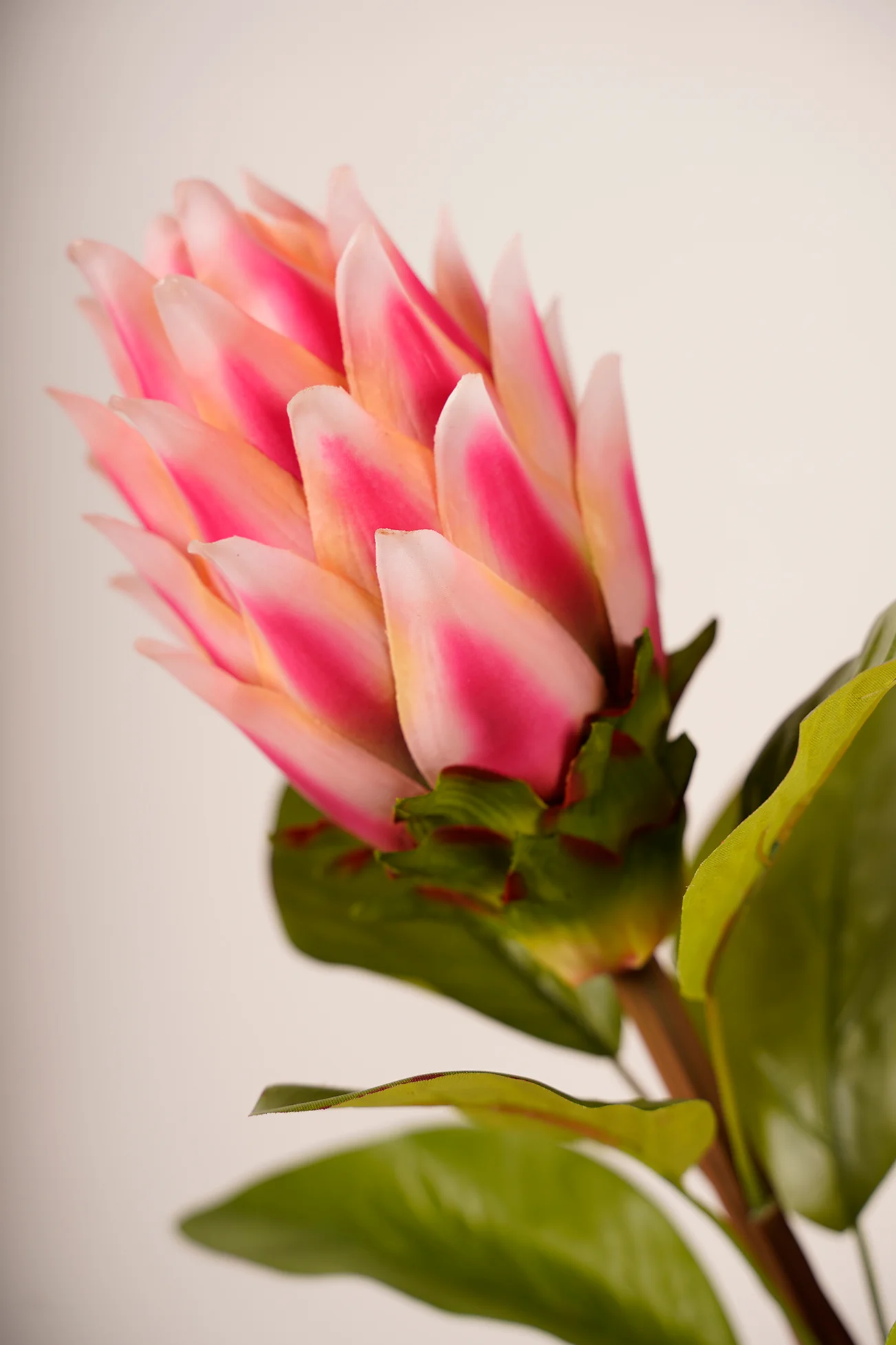 Tropical Flower Color J11 DK Pink/Red - Image 2