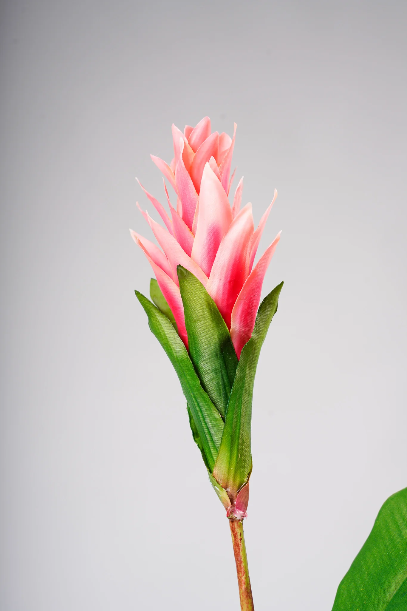Tropical Flower - Image 3